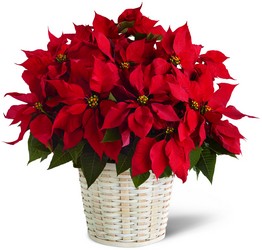 The FTD Red Poinsettia Basket (Large) from Kinsch Village Florist, flower shop in Palatine, IL